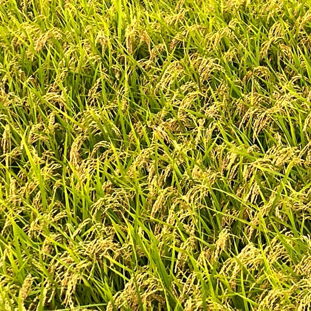 【お仕事キロク】美味しい新米どう食べる？わが家のこだわり紹介