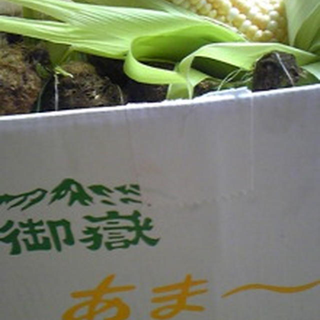 今年最後のとうもろこしは