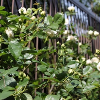 rose "Sombreuil"