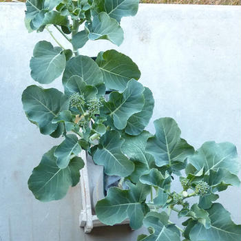 現在の水耕野菜たちの様子