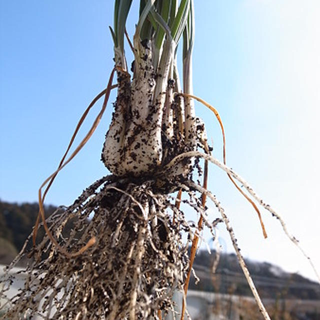 エシャレット栽培 エシャロットとの違い To収穫時期 By 根岸農園さん レシピブログ 料理ブログのレシピ満載