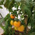 我が家のベランダ菜園にて、ミニトマト初収穫！そして、ベジタリアンについて思うこと。