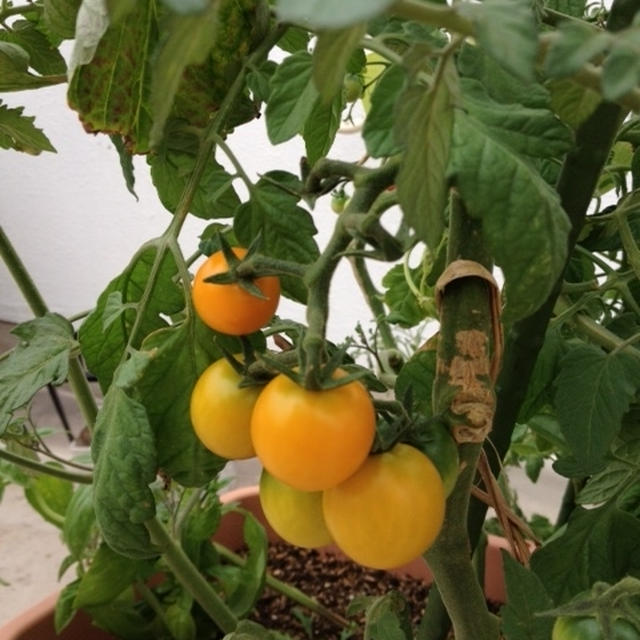 我が家のベランダ菜園にて、ミニトマト初収穫！そして、ベジタリアンについて思うこと。