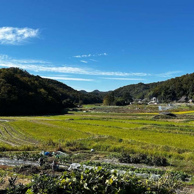 ソニック定植、ほうれん草種まき、冬野菜すくすく