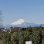 公園で撮った富士山とヒヤシンス その４