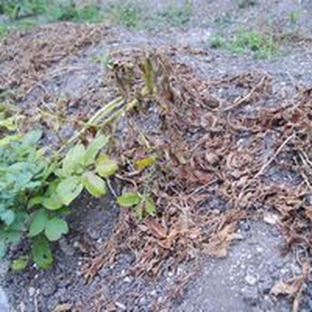 じゃがいもの収穫とうれしい贈り物！