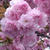 お散歩　＊　八重桜満開