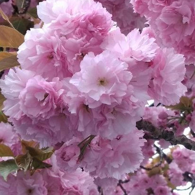 お散歩　＊　八重桜満開
