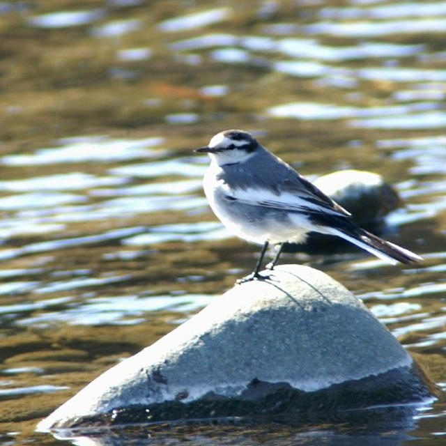 河原の野鳥さんとザリガニさんのご紹介です。