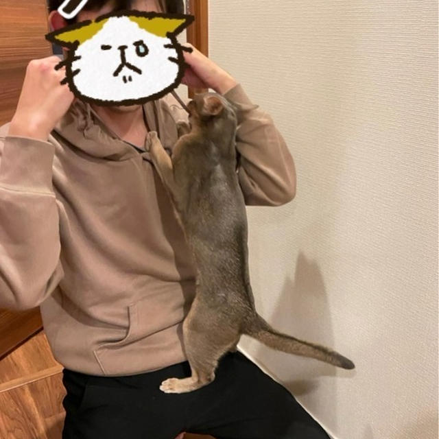 猫飼いさん、パーカーの紐は取ったほうが無難説