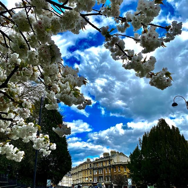 イギリスで桜の香り❤️