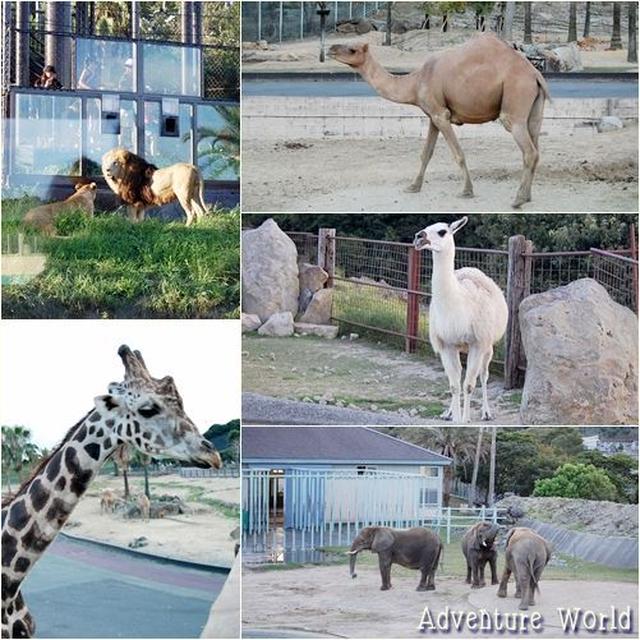 動物いっぱい♪アドベンチャーワールド