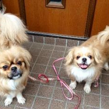 今日は娘夫婦が仕事で孫とお留守番　上の3人は好きなことしてるから私が遊び相手　遊ぶのも大変...