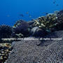 水納島のテーブル珊瑚