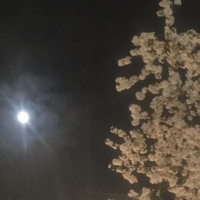 自由が丘の夜桜と月