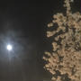 自由が丘の夜桜と月