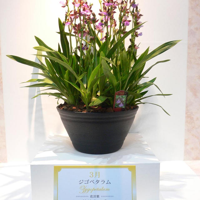 誕生月の蘭 ３月