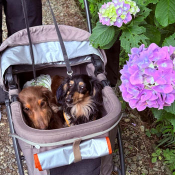 犬連れ九十九里旅行 その1