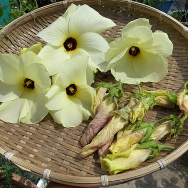 花オクラ トロロアオイ の育て方 種まき 4月 5月 レシピブログ