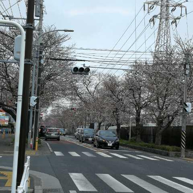 イオン大和店裏の桜並木も満開
