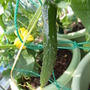 ウリ科の野菜☆種蒔き・苗の植え付け・収穫時期と特徴 