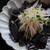 海苔と大根のサラダ　（才能応援プロジェクト 料理家部門）