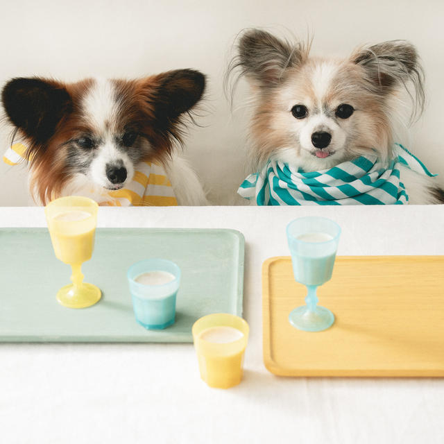 お肉を飲む スープ系犬おやつ レシピブログ