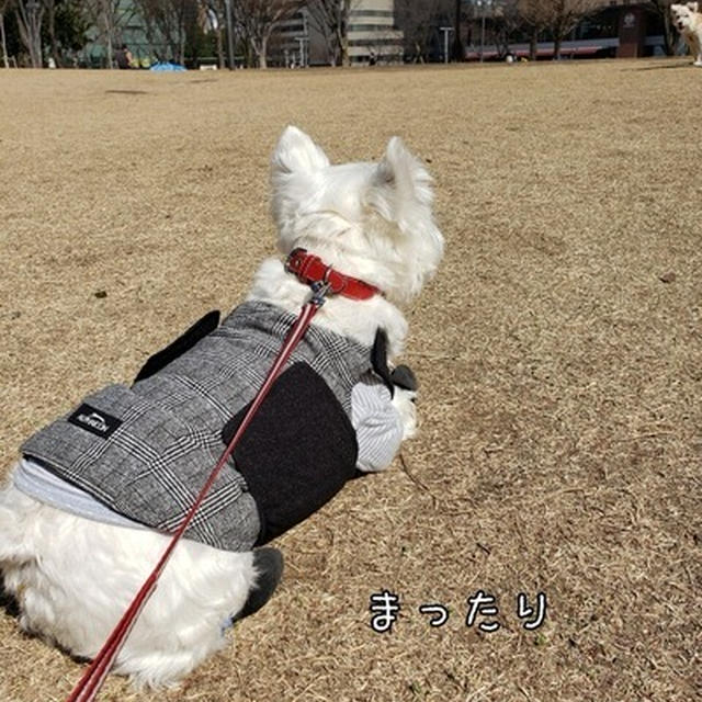 【犬】公園。