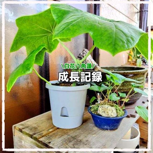 咲いた咲いた