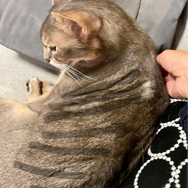 トラ仕上げ