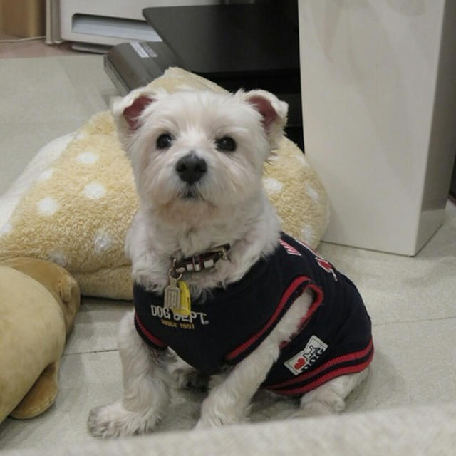 今日からはじまったんだ。