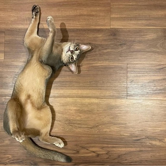 落ちねこミニ