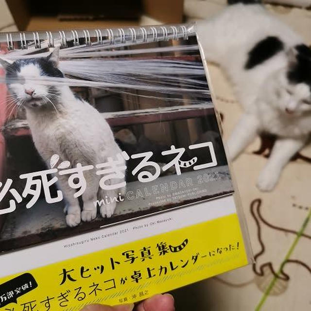 『必死すぎるネコ』
