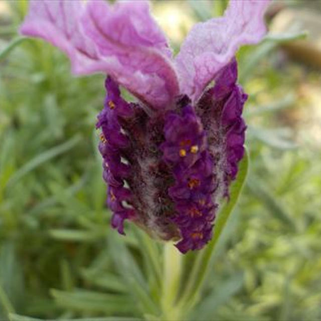 ラベンダー・バルセロナローズ＆アボンビューともみじの花蕾発見