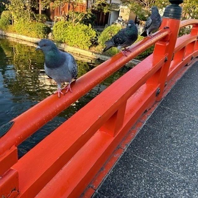 ハトおばさん