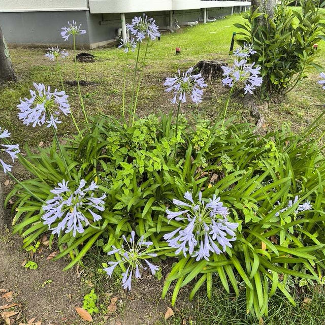 今日は通院日☆