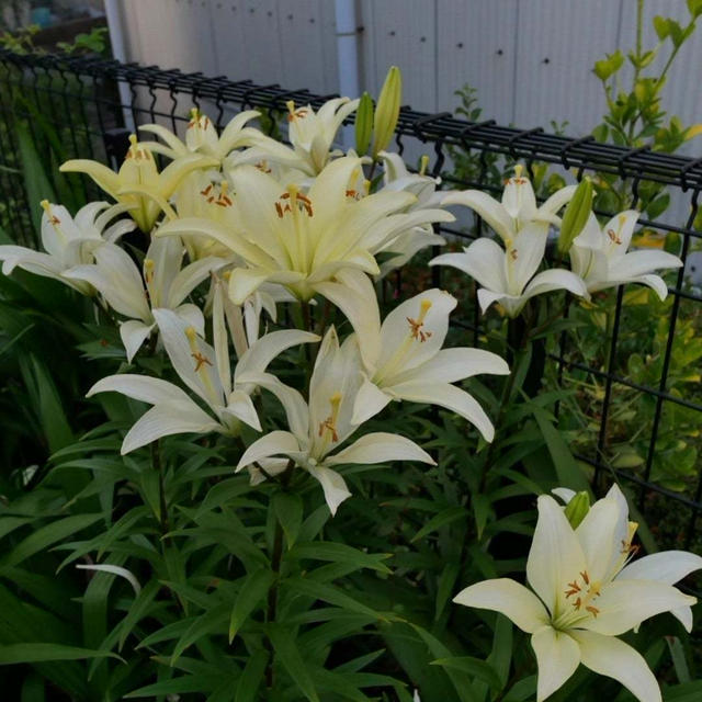 黄色いスカシユリ#最近撮った写真は