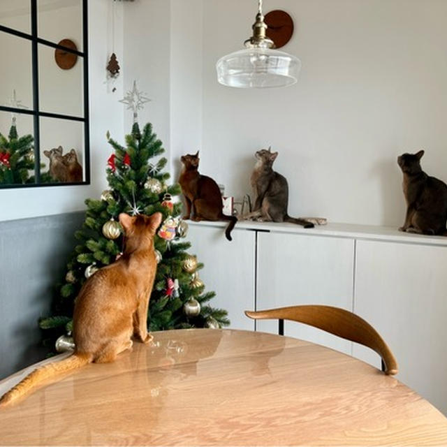 クリスマスツリーの周りで猫集会？
