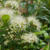 シナモンマートルの花2023、最近撮った写真#ameba写真部