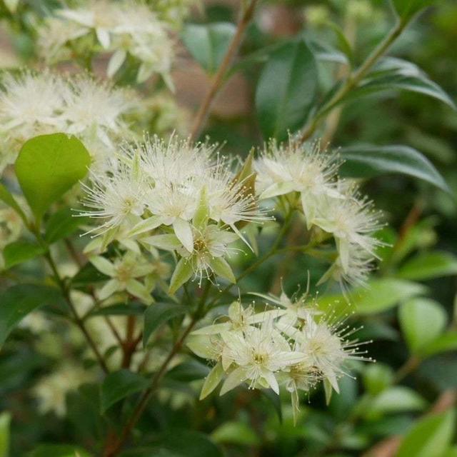 シナモンマートルの花2023、最近撮った写真#ameba写真部