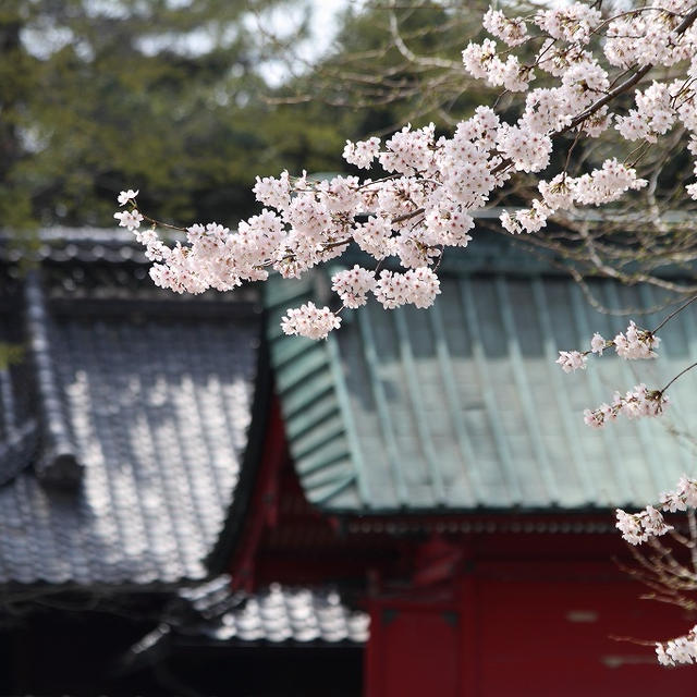 桜を愛でる