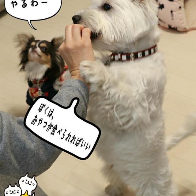 ドックダンスで衝撃を受ける。
