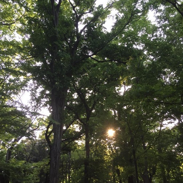 【 深大寺からのかに山からの井の頭公園 】