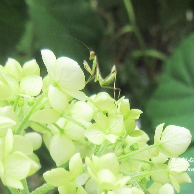 紫陽花に緑の訪問者♪『淡いグリーンの自然のコラボ』