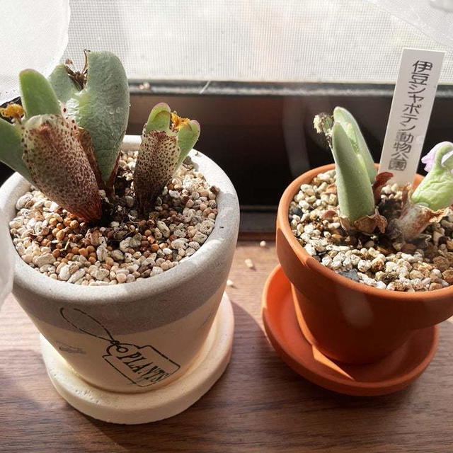 コノフィツムの花がまた咲いた 〜多肉植物〜
