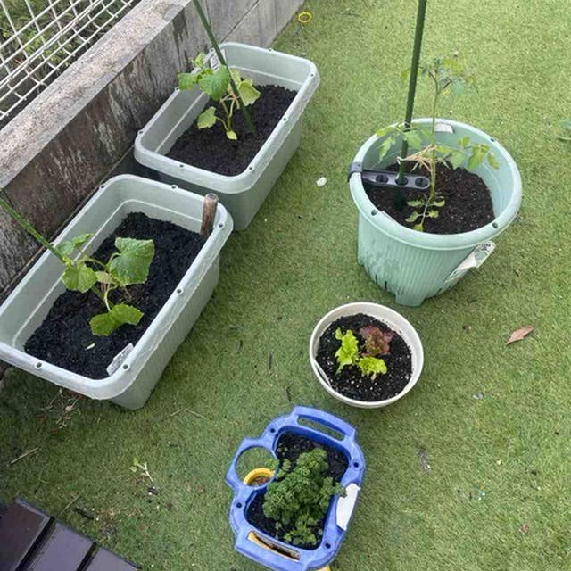 お庭の野菜達。