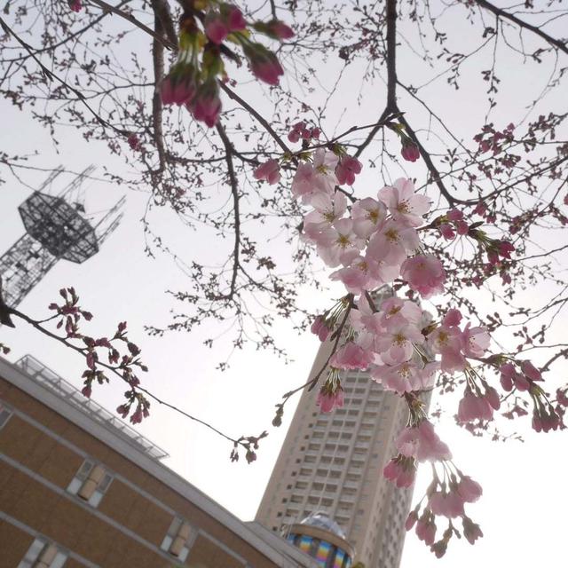 今日はさくらの日