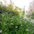 ヒメイワダレソウの花2024#最近撮った写真は