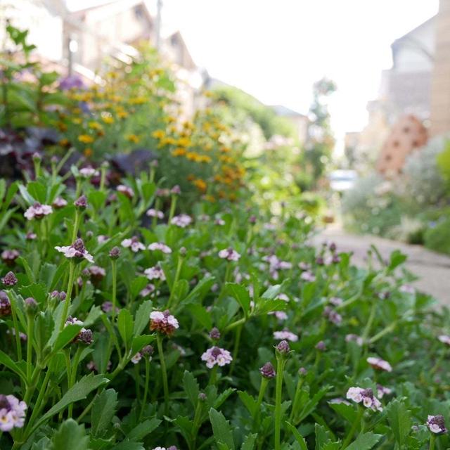 ヒメイワダレソウの花2024#最近撮った写真は