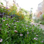 ヒメイワダレソウの花2024#最近撮った写真は
